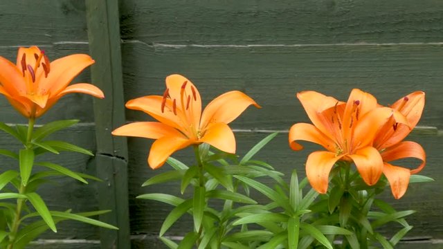 Dolly shot of orange Asiatic lillies against a green wooden fence. Asiatic Lilies are easy, dependable perennials that put on a great show in the early summer border.