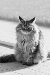 Naklejka na ściany i meble Adorable long haired siberian cat of livestock in relax outdoor