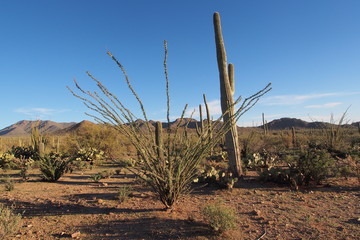 Saguaro, Carnegiea gigantea, and other cacti in the vicinity of Signal Hill in Saguaro National Park near Tucson, Arizona.