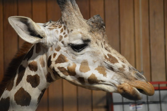 Close up of a giraffe