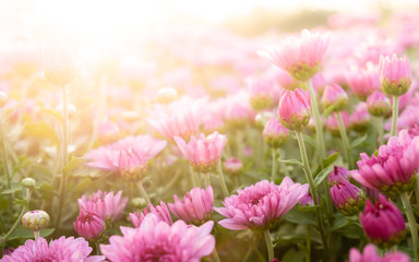 The sunshine that shines through the flower garden in the evening