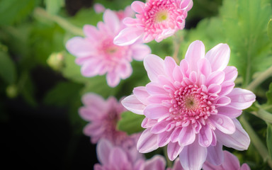 The colorful flowers are taken close up, causing the clarity of the pollen and the leaves of the flowers.