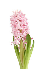 Light pink hyacinth flower isolated on white background