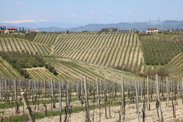 Fototapeta na wymiar Tuscany vineyards moments
