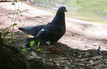 Rock Pigeon
