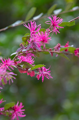 Pink Flowers