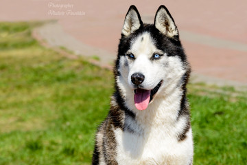 Yakutian Laika portrait in full face. The Yakutian Laika is in the park.