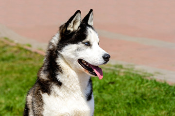 Yakutian Laika portrait in full face. The Yakutian Laika is in the park.