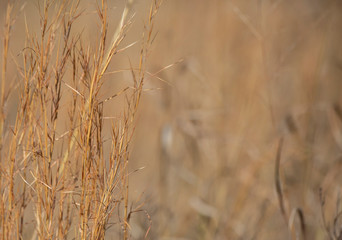 Prairie Grass