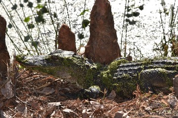 Young alligator at the edge of a swamp