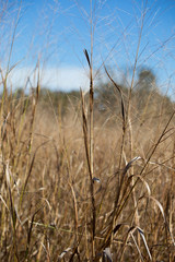 Obraz premium Prairie Grass