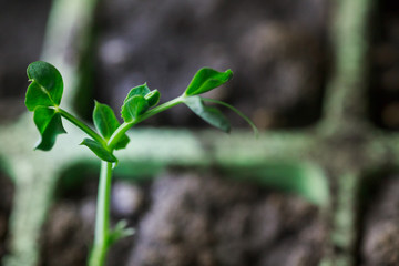 Cultivating young peas. The upcoming harvest in the garden. Peas