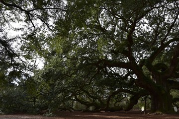 Fototapeta premium Angel Oak near Charleston South Carolina