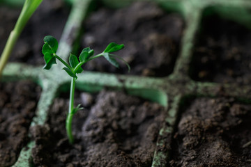 Cultivating young peas. The upcoming harvest in the garden. Peas