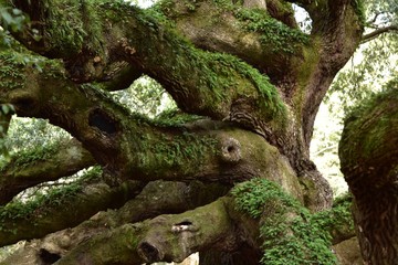 Closeup of the knotty old moss covered branches of Angel Oak in South Carolina