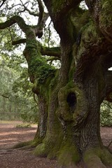 Obraz premium Angel oak near Charleston South Carolina a live oak believed to be between 400 and 500 years old