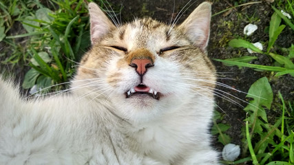 Naklejka na ściany i meble Close Up of sleeping cat face, closed eyes, long whiskers, tongue and teeth