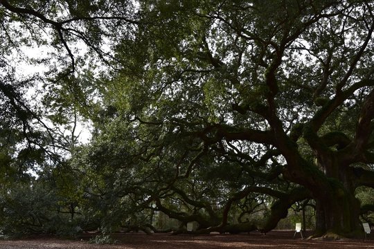 Angel Oak Near Charleston South Carolina