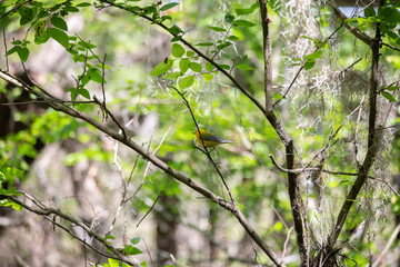 Prothonotary Warbler in Nature