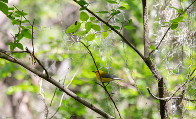 Prothonotary Warbler in Nature