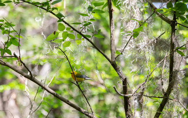 Prothonotary Warbler in Nature