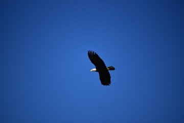 Obraz premium Bald eagle in flight