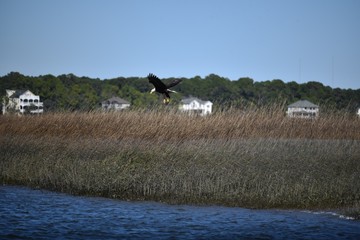 Bald eagle in flight