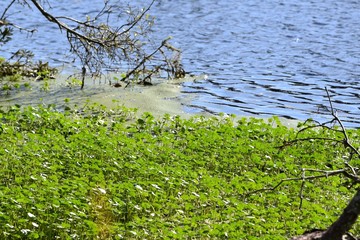 Duck grass on lake