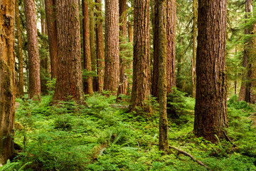 Fototapeta na wymiar Emergence - Old growth forest along the Sol Duc River Trail. Olympic National Park, Washington, USA