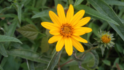 yellow flowers in the garden closeup