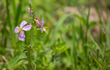 Purple Wildflowers
