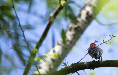 Red-Bellied Woodpeker