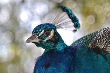 Closeup of peacock