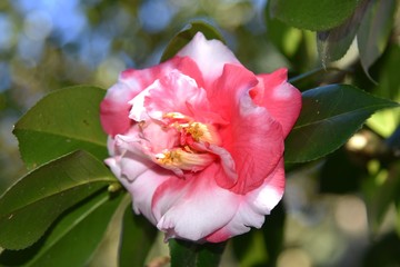 Pink Camellia blossom