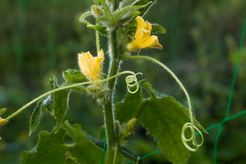 One green ripe cucumber on a bush among the leaves. Cucumber on the background of the garden.