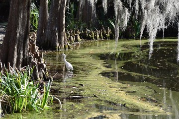 White egret in a South Carolina swamp
