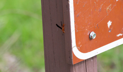 Red Wasp Flying around Sign Post