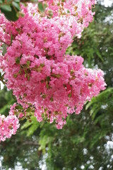 ピンクの百日紅