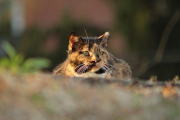 King's Gaze