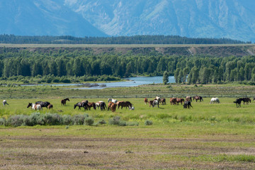 Fototapeta na wymiar Landscape with horses