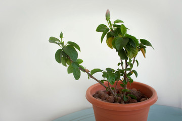 Plant in pot isolated on white