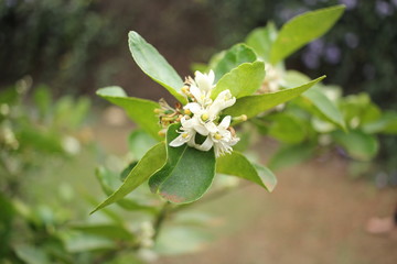 flower in the garden