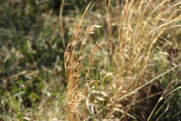 Standing Grain