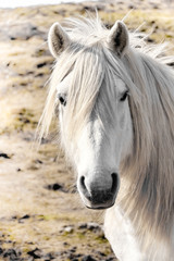 Fototapeta premium White horse