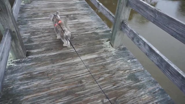 Grey Dog walking on boardwalk.