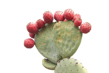 Cactus de figue de Barbarie avec de nombreux fruits isolés sur fond blanc.