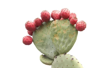 Photo sur Plexiglas Anti-reflet Cactus Cactus de figue de Barbarie avec de nombreux fruits isolés sur fond blanc.