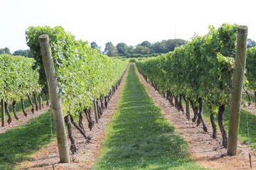 Fototapeta na wymiar wine grapes