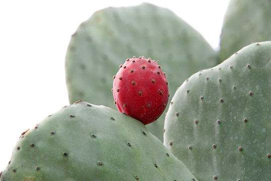 Close up on Prickly pear cactus with one fruit isolated on a white background.