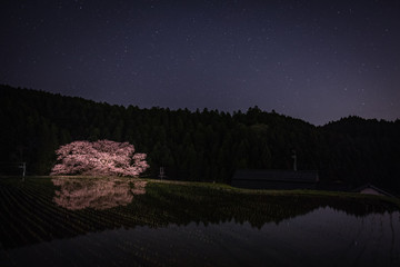 奈良県 諸木野の桜